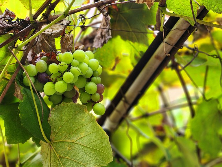 Casa Espaçosa no Centro Histórico